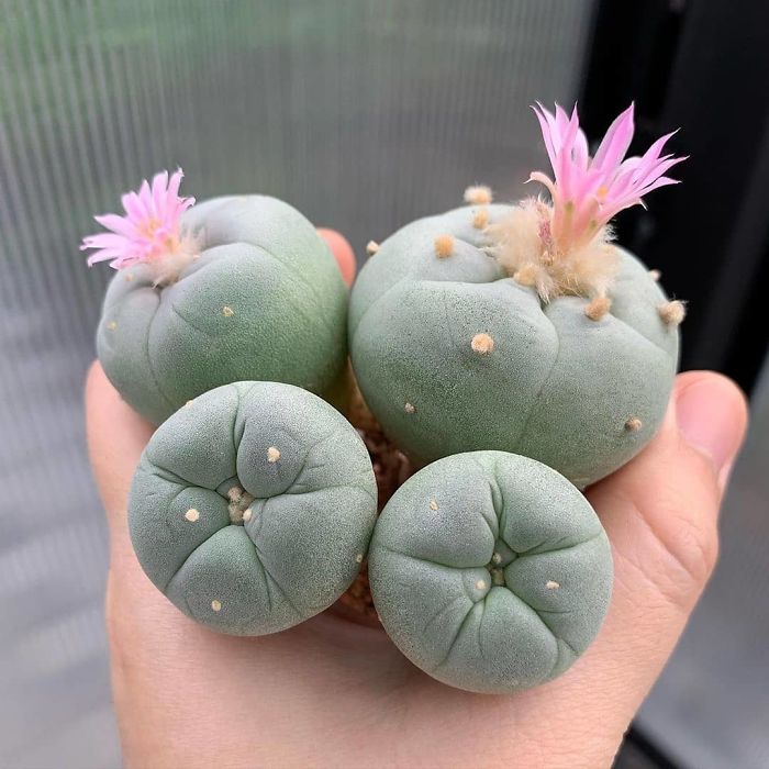 Suculenta del tipo Lophophora 