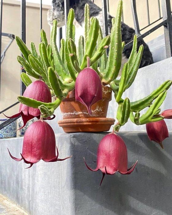 Suculenta del tipo Stapelia  