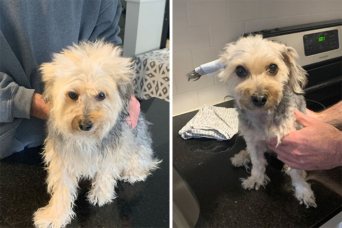Dueños cortaron mal el pelo de sus perros durante la cuarentena