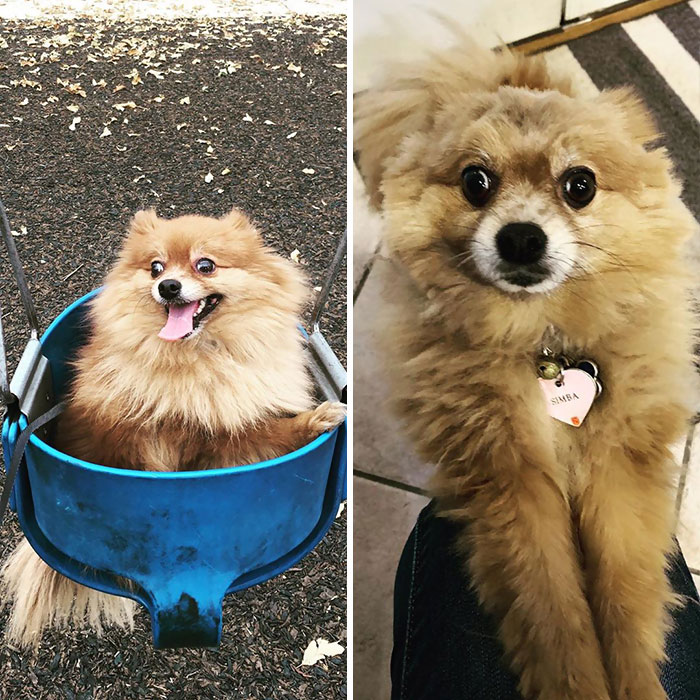 Dueños cortaron mal el pelo de sus perros durante la cuarentena