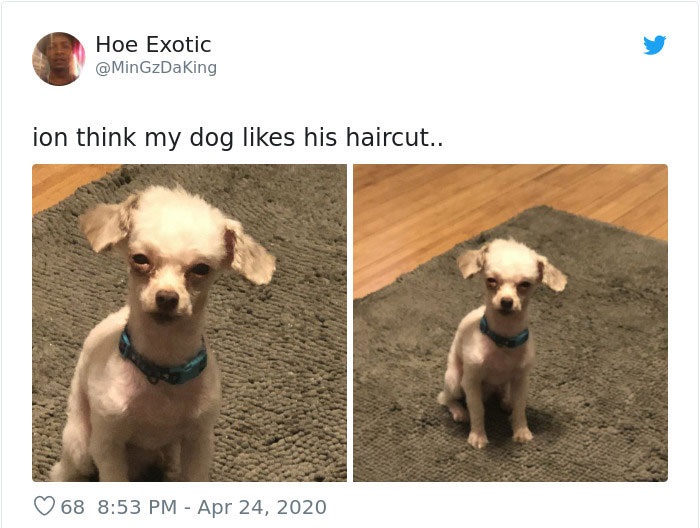 Dueños cortaron mal el pelo de sus perros durante la cuarentena