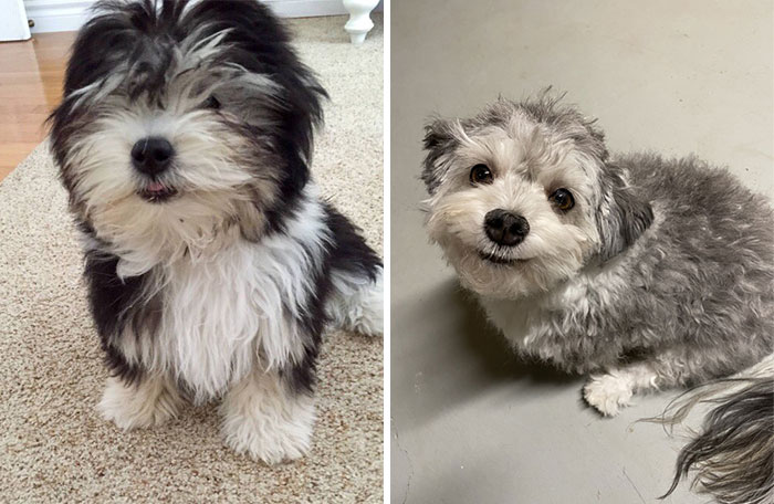 Dueños cortaron mal el pelo de sus perros durante la cuarentena