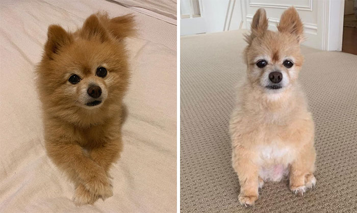 Dueños cortaron mal el pelo de sus perros durante la cuarentena