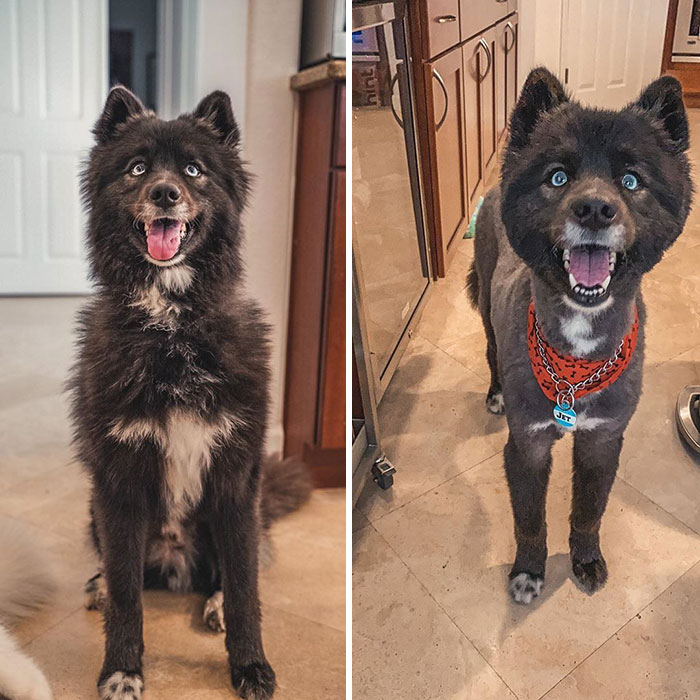 Dueños cortaron mal el pelo de sus perros durante la cuarentena