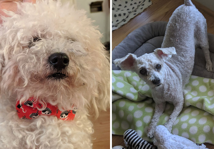 Dueños cortaron mal el pelo de sus perros durante la cuarentena