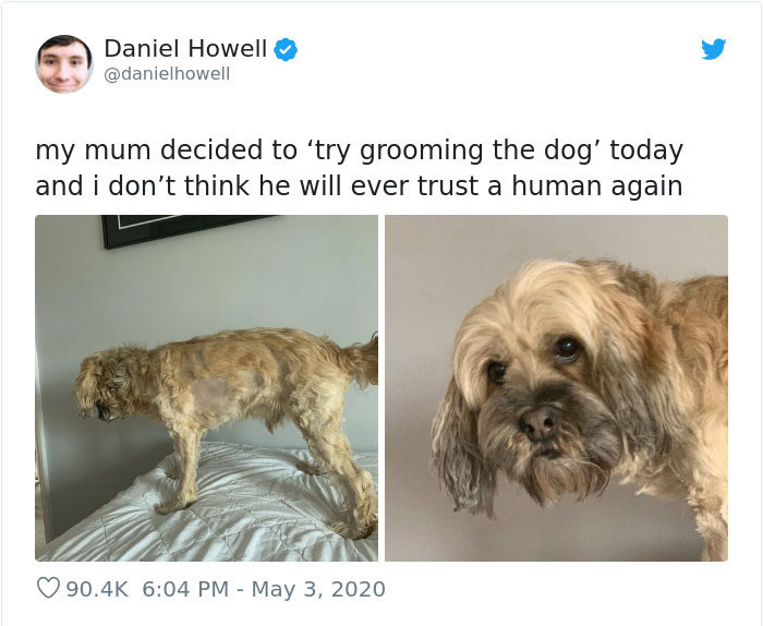 Dueños cortaron mal el pelo de sus perros durante la cuarentena