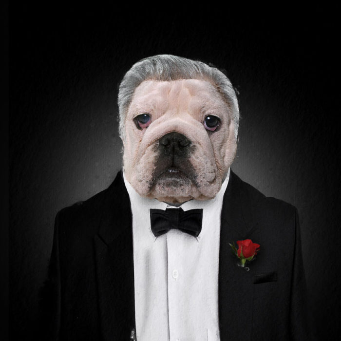 Perro bulldog vestido como El padrino