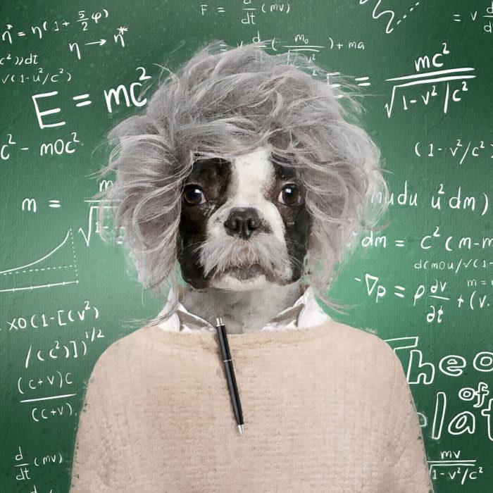 Perrito vestido como Albert Einstein