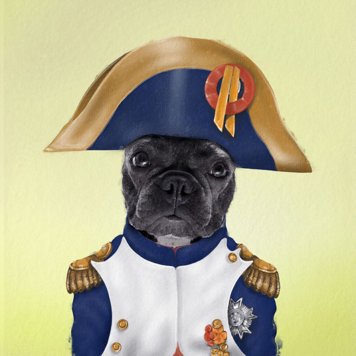 Perro pug de color negro vestido como Napoleón