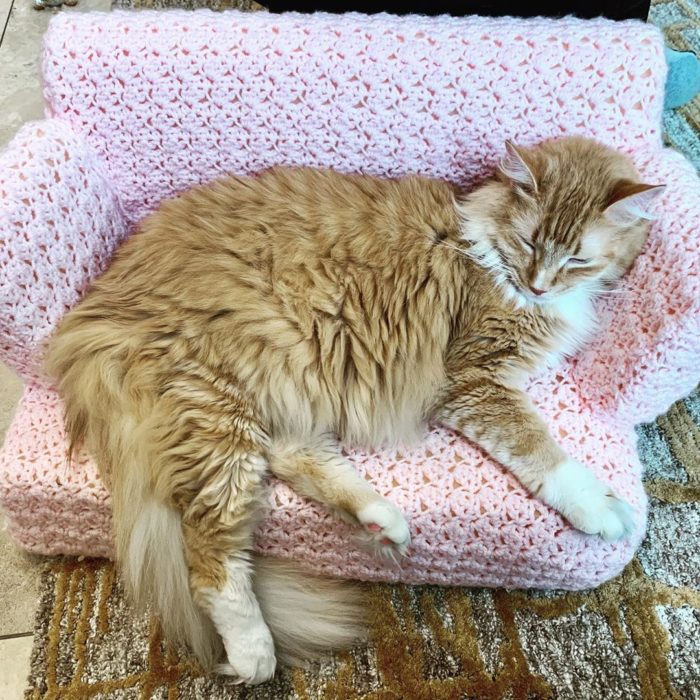 Gato de pelo largo anaranjado recostado en un sillón rosa