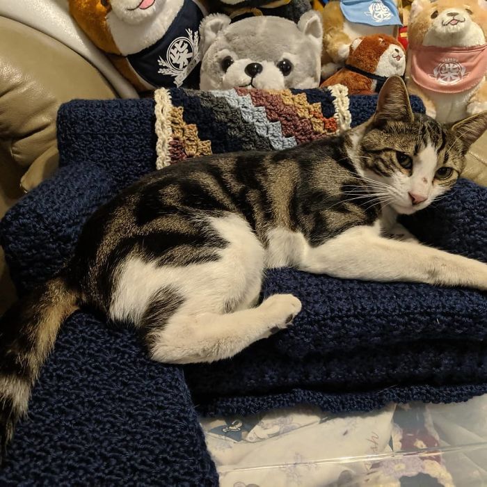 Gato marrón con blanco y negro recostado en un mini sillón azul marino