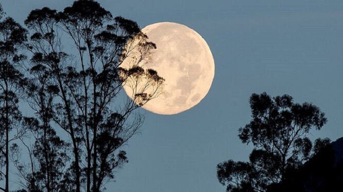 Luna llena y árboles