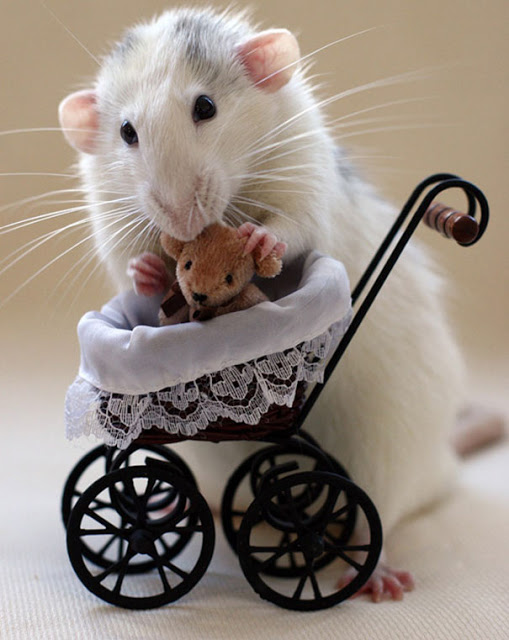 Fotógrafas toman fotos de ratas muy tiernas