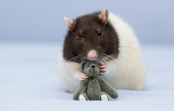 Fotógrafas toman fotos de ratas muy tiernas