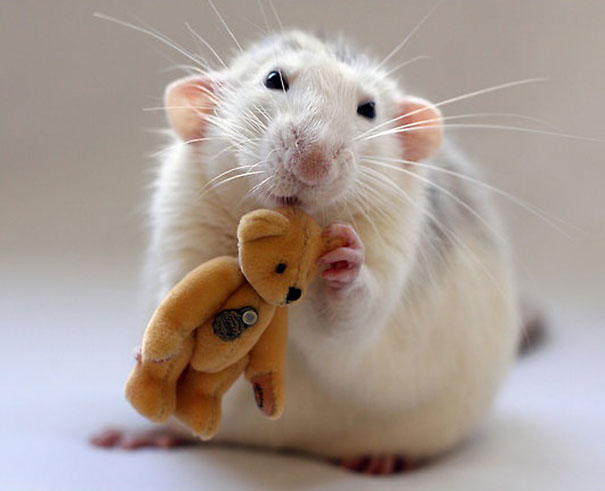 Fotógrafas toman fotos de ratas muy tiernas