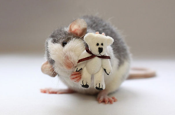 Fotógrafas toman fotos de ratas muy tiernas