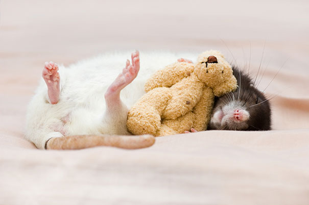 Fotógrafas toman fotos de ratas muy tiernas