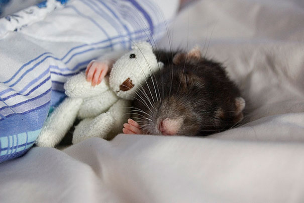 Fotógrafas toman fotos de ratas muy tiernas