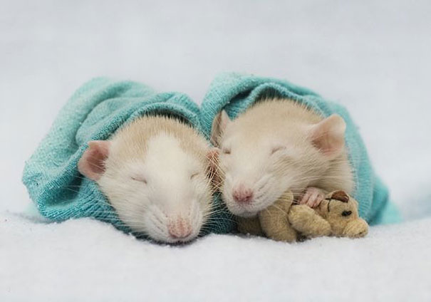 Fotógrafas toman fotos de ratas muy tiernas