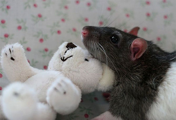 Fotógrafas toman fotos de ratas muy tiernas