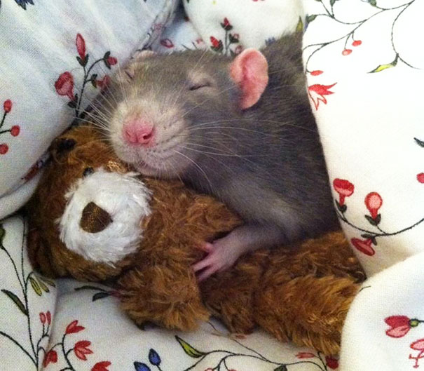 Fotógrafas toman fotos de ratas muy tiernas