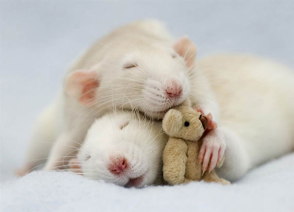 Fotógrafas toman fotos de ratas muy tiernas