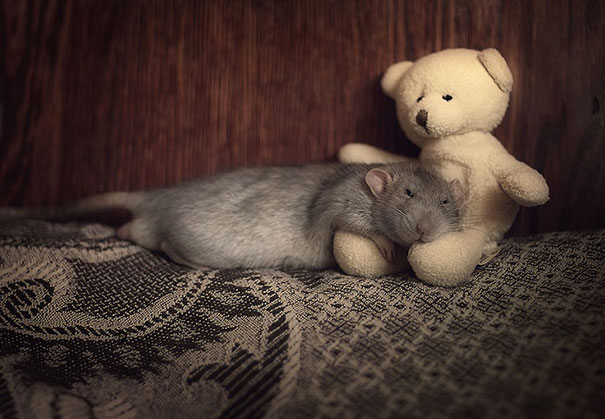 Fotógrafas toman fotos de ratas muy tiernas