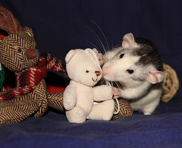 Fotógrafas toman fotos de ratas muy tiernas