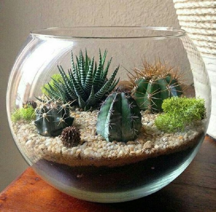 Terrario en pecera