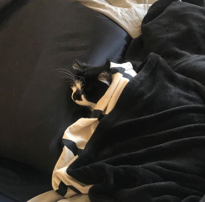 Animales acompañan a sus dueños en la cuarentena