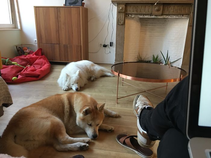 Animales acompañan a sus dueños en la cuarentena