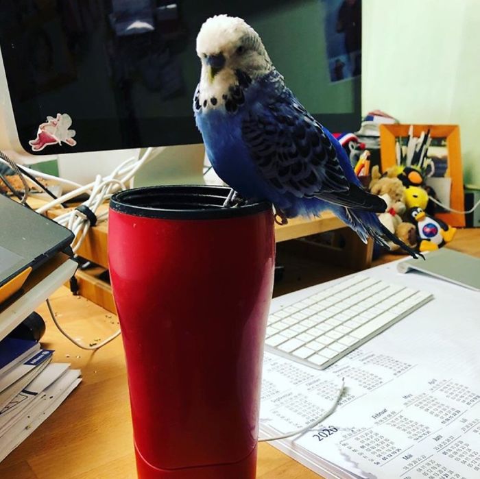 Animales acompañan a sus dueños en la cuarentena