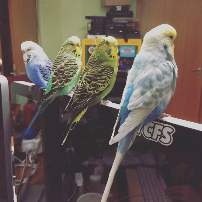 Animales acompañan a sus dueños en la cuarentena