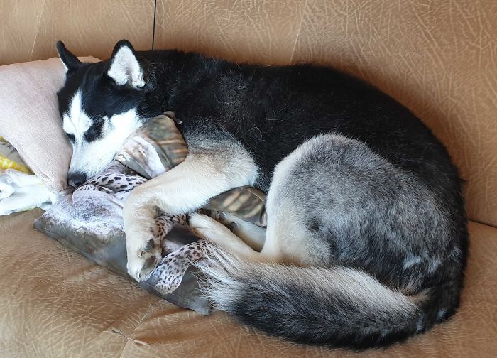 Animales acompañan a sus dueños en la cuarentena