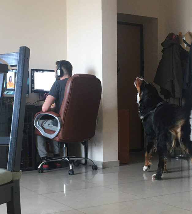 Animales acompañan a sus dueños en la cuarentena