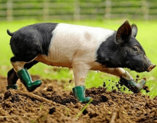 Cerdito usando botitas de lluvia de color verde mientras camina por el campo
