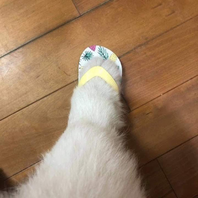 Pata de un gatito usando unos huaraches de playa