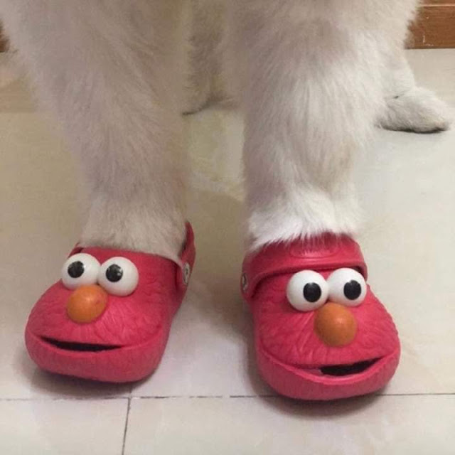 Perrito usando unos crocs de Elmo en color rojo