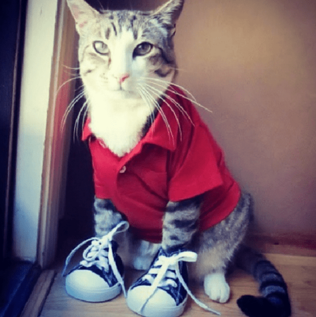 Gatito usando una camisa de color rojo con unos tenis converse