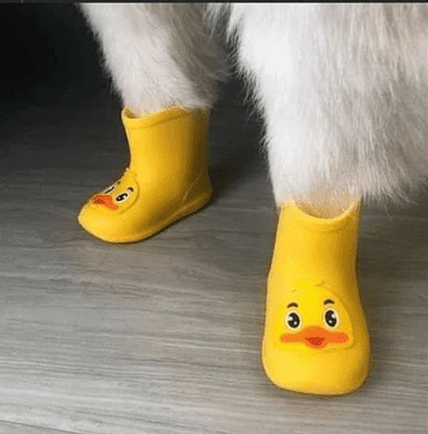 Perrito usando unas botitas de hule de color amarillo