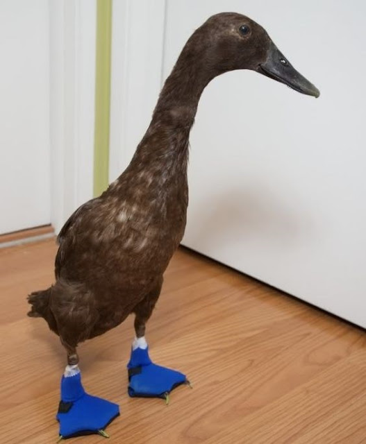 Pato usando unos protectores de patas de color azul
