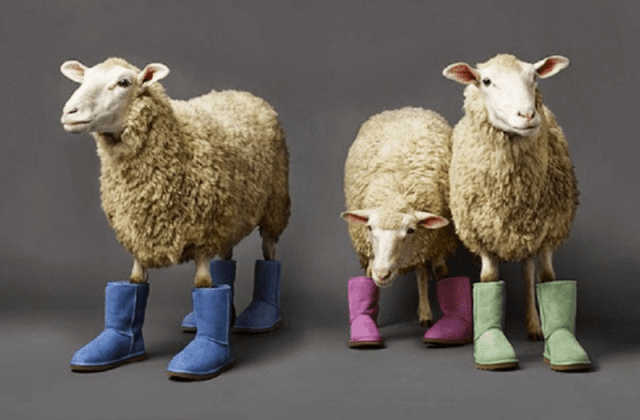 Borregos usando botas tipo uggs de diferentes colores