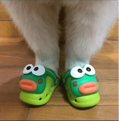 Perrito usando unas sandalias de sapo