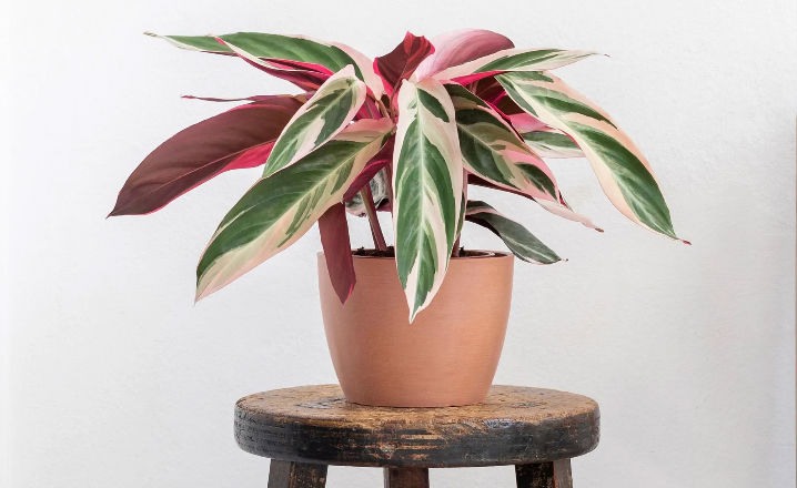 Maceta con de planta rosada llamada Calathea
