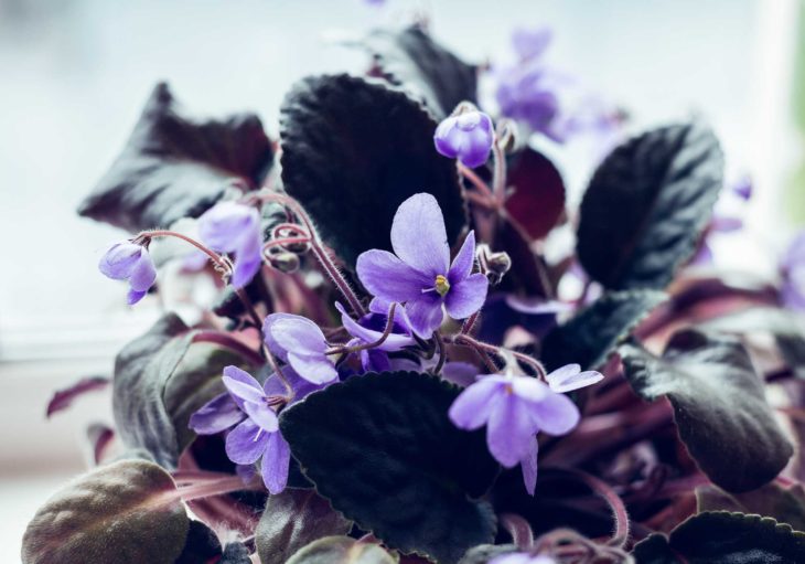Plantas de color morado que pueden decorar tu casa