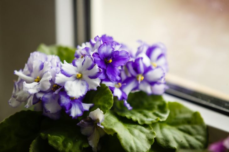 Plantas de color morado que pueden decorar tu casa