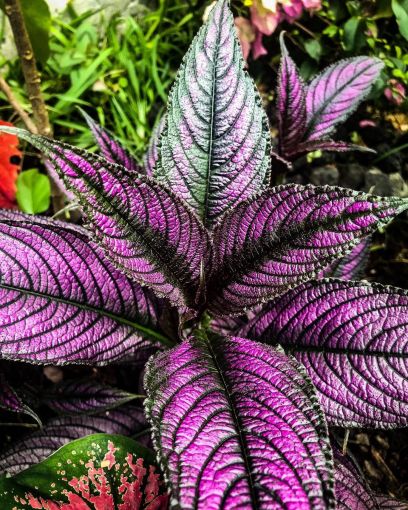 Plantas de color morado que pueden decorar tu casa