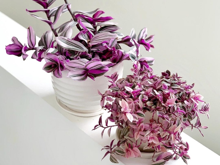 Plantas de color morado que pueden decorar tu casa