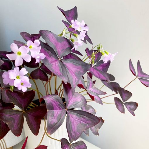 Plantas de color morado que pueden decorar tu casa