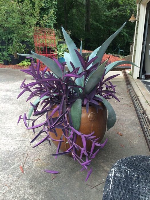 Plantas de color morado que pueden decorar tu casa